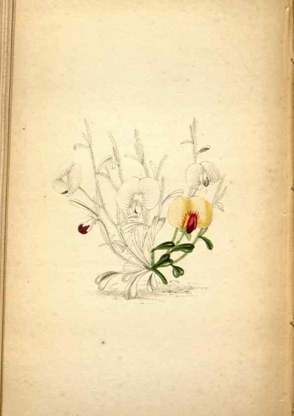 Reproducción/Reproduction 48787308088: The botanical cabinet. London :John & Arthur Arch ...,1817-1833.. 