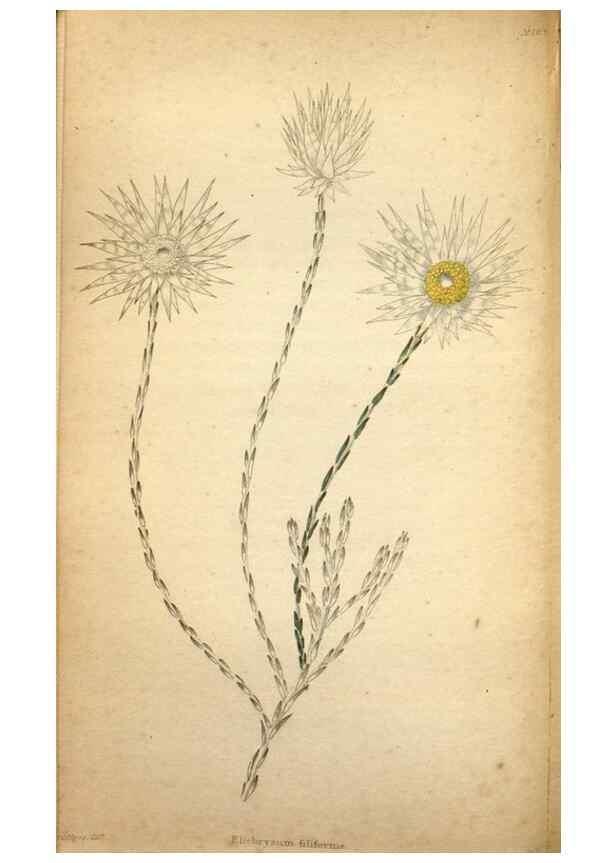 Reproducción/Reproduction 48787669111: The botanical cabinet. London :John & Arthur Arch ...,1817-1833.. 