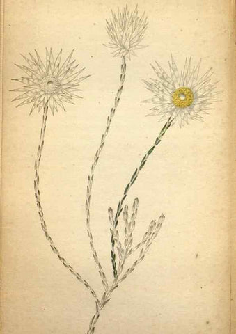 Reproducción/Reproduction 48787669111: The botanical cabinet. London :John & Arthur Arch ...,1817-1833.. 
