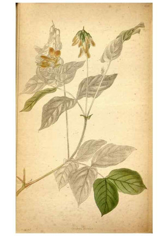 Reproducción/Reproduction 48787669416: The botanical cabinet. London :John & Arthur Arch ...,1817-1833.. 