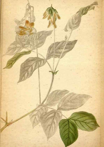 Reproducción/Reproduction 48787669416: The botanical cabinet. London :John & Arthur Arch ...,1817-1833.. 