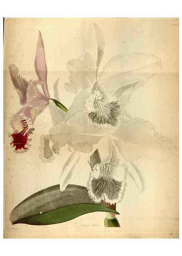 Reproducción/Reproduction 48787308998: The botanical cabinet. London :John & Arthur Arch ...,1817-1833.. 