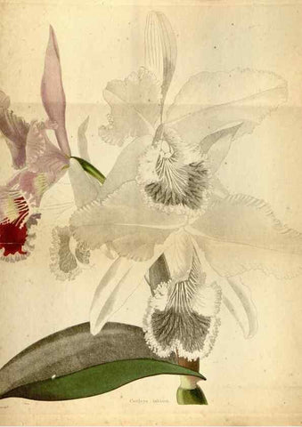 Reproducción/Reproduction 48787308998: The botanical cabinet. London :John & Arthur Arch ...,1817-1833.. 