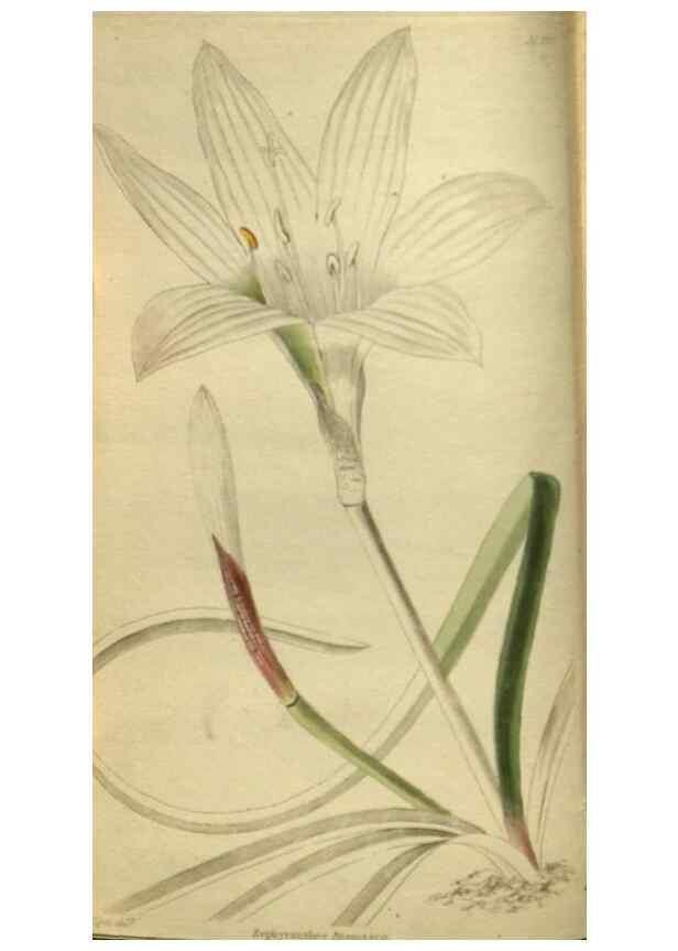 Reproducción/Reproduction 48787514001: The botanical cabinet. London :John & Arthur Arch ...,1817-1833.. 