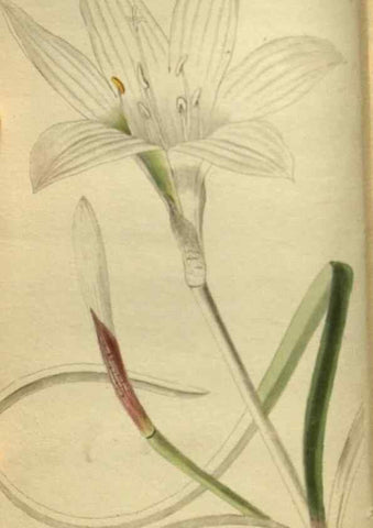 Reproducción/Reproduction 48787514001: The botanical cabinet. London :John & Arthur Arch ...,1817-1833.. 