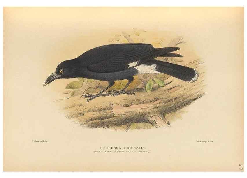 Reproducción/Reproduction 48786073888: The birds of Norfolk & Lord Howe Islands and the Australasian South Polar quadrant :. London :H.F. & G. Witherby,1928.. 