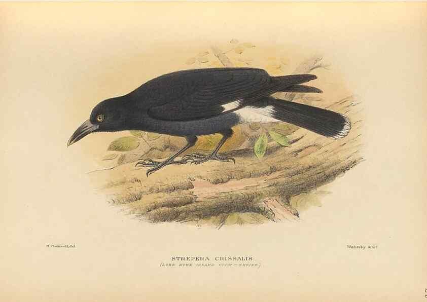Reproducción/Reproduction 48786073888: The birds of Norfolk & Lord Howe Islands and the Australasian South Polar quadrant :. London :H.F. & G. Witherby,1928.. 