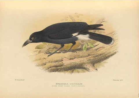 Reproducción/Reproduction 48786073888: The birds of Norfolk & Lord Howe Islands and the Australasian South Polar quadrant :. London :H.F. & G. Witherby,1928.. 