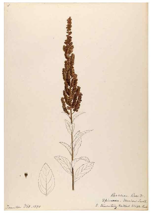 Reproducción/Reproduction 48788429343: [Water-color sketches of plants of North America and Europe]. . 