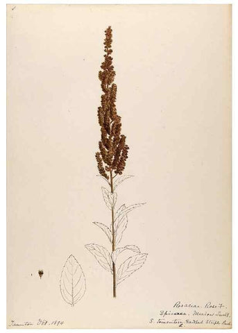 Reproducción/Reproduction 48788429343: [Water-color sketches of plants of North America and Europe]. . 
