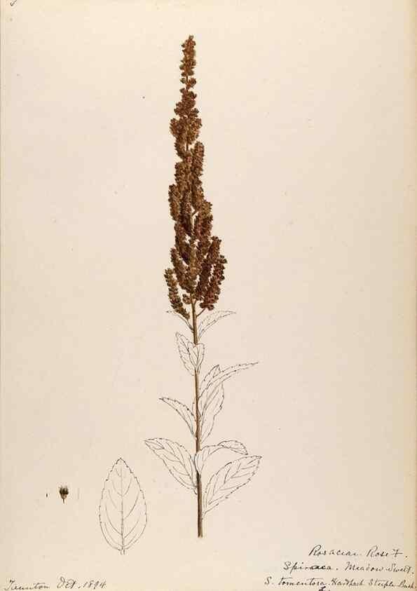 Reproducción/Reproduction 48788429343: [Water-color sketches of plants of North America and Europe]. . 
