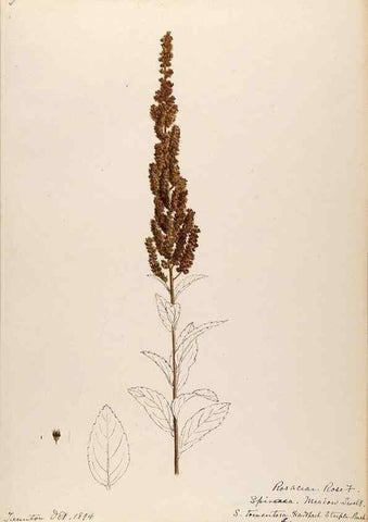 Reproducción/Reproduction 48788429343: [Water-color sketches of plants of North America and Europe]. . 