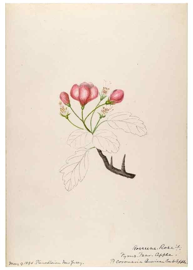 Reproducción/Reproduction 48788936197: [Water-color sketches of plants of North America and Europe]. . 