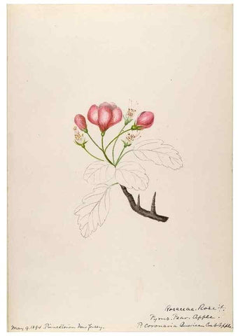 Reproducción/Reproduction 48788936197: [Water-color sketches of plants of North America and Europe]. . 