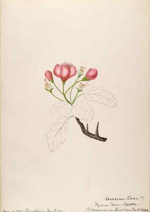 Reproducción/Reproduction 48788936197: [Water-color sketches of plants of North America and Europe]. . 