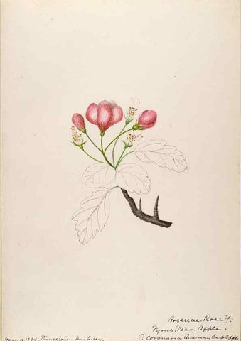 Reproducción/Reproduction 48788936197: [Water-color sketches of plants of North America and Europe]. . 