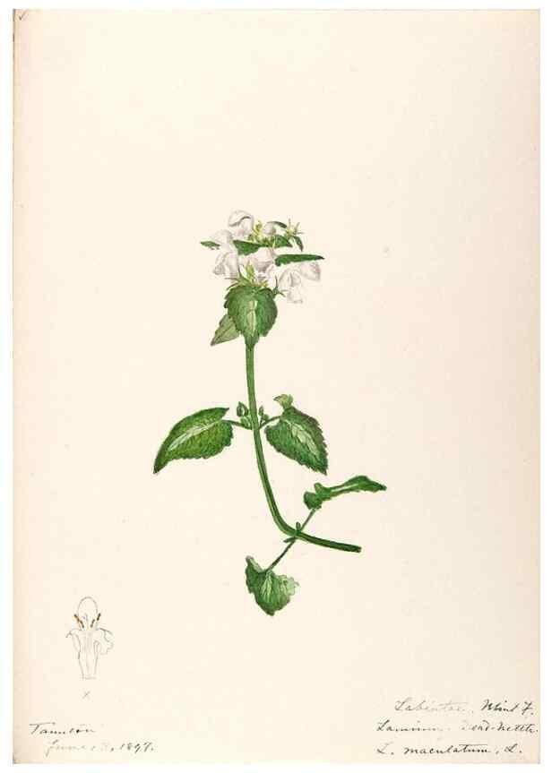Reproducción/Reproduction 48789379242: [Water-color sketches of plants of North America and Europe]. . 