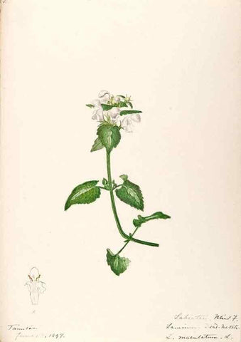 Reproducción/Reproduction 48789379242: [Water-color sketches of plants of North America and Europe]. . 