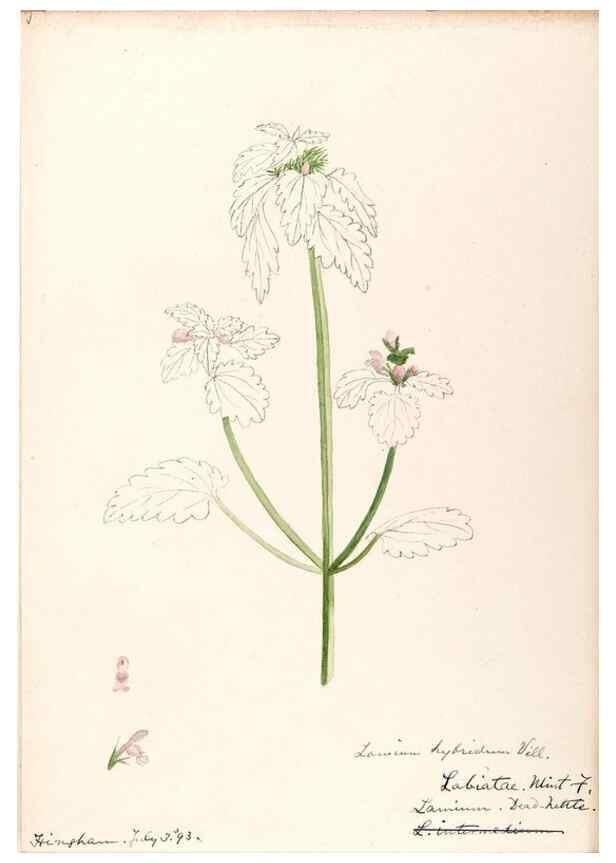 Reproducción/Reproduction 48789232701: [Water-color sketches of plants of North America and Europe]. . 