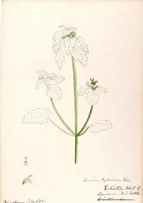 Reproducción/Reproduction 48789232701: [Water-color sketches of plants of North America and Europe]. . 