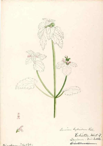 Reproducción/Reproduction 48789232701: [Water-color sketches of plants of North America and Europe]. . 