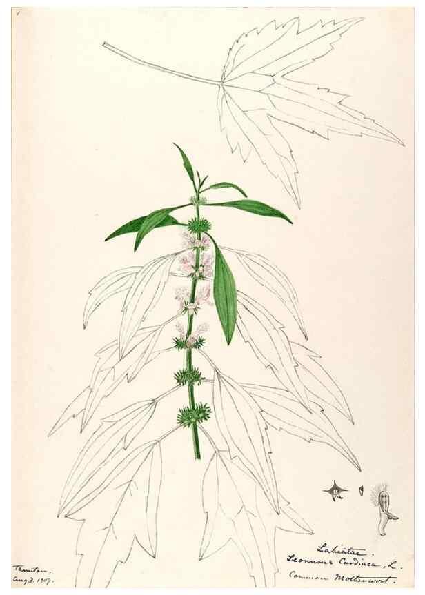 Reproducción/Reproduction 48788870898: [Water-color sketches of plants of North America and Europe]. . 