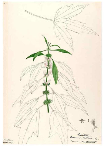 Reproducción/Reproduction 48788870898: [Water-color sketches of plants of North America and Europe]. . 