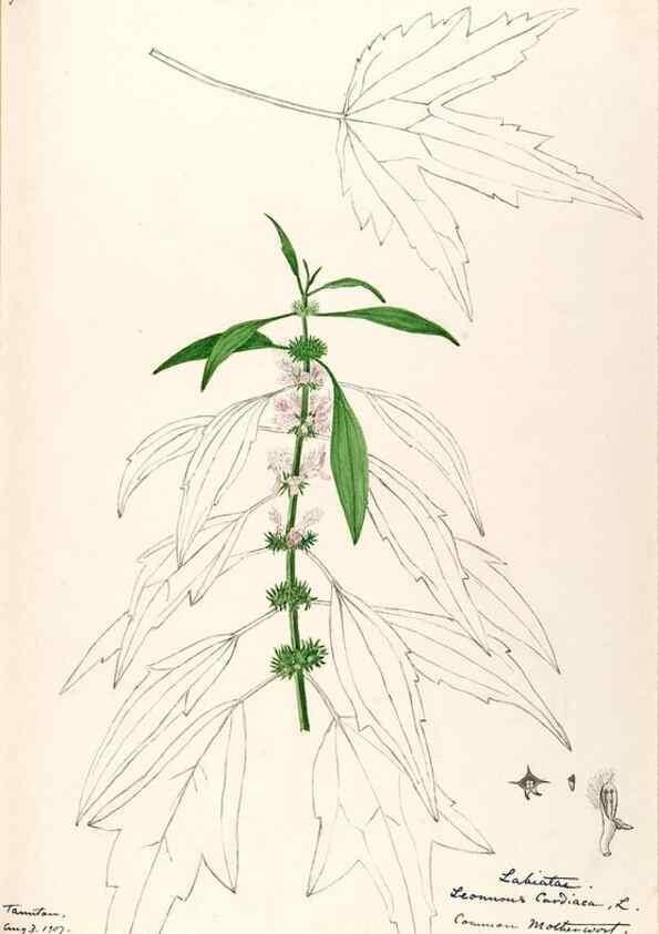 Reproducción/Reproduction 48788870898: [Water-color sketches of plants of North America and Europe]. . 