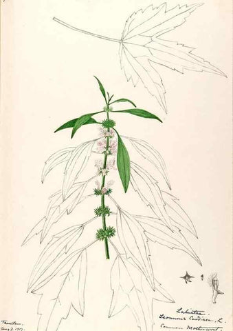Reproducción/Reproduction 48788870898: [Water-color sketches of plants of North America and Europe]. . 
