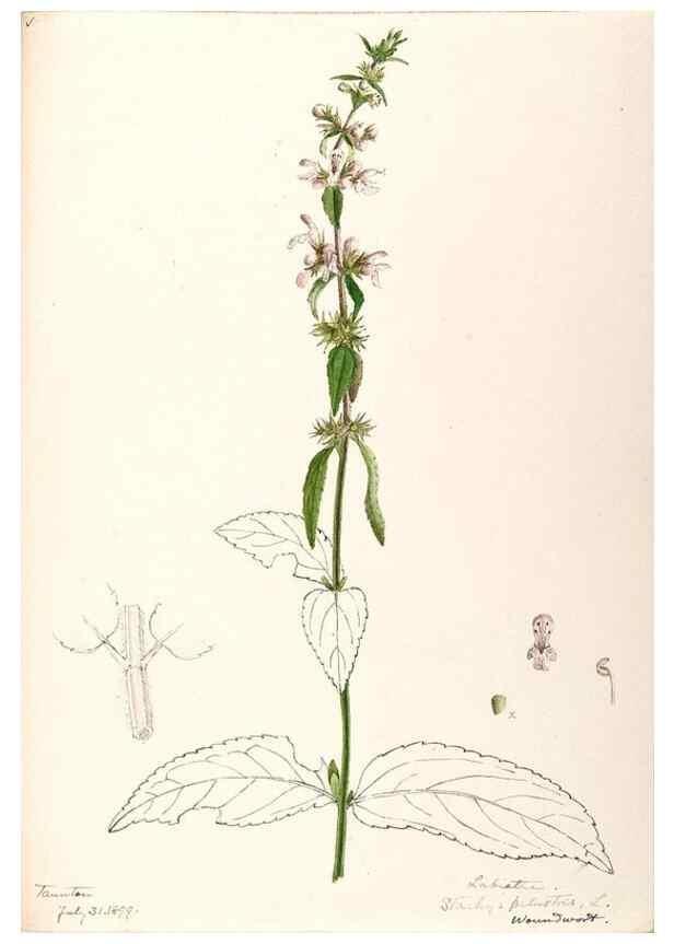 Reproducción/Reproduction 48789380297: [Water-color sketches of plants of North America and Europe]. . 