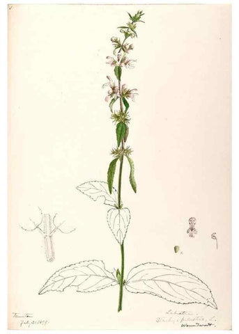 Reproducción/Reproduction 48789380297: [Water-color sketches of plants of North America and Europe]. . 