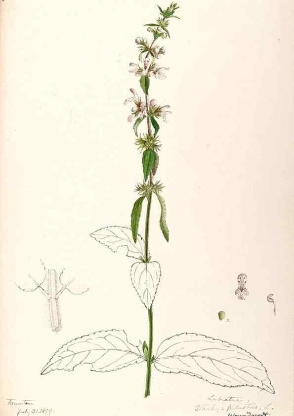 Reproducción/Reproduction 48789380297: [Water-color sketches of plants of North America and Europe]. . 