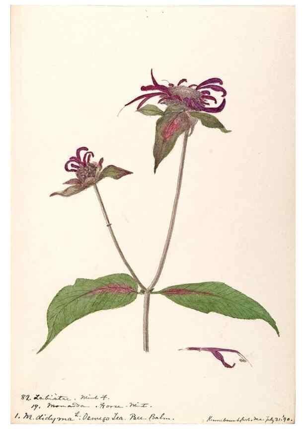 Reproducción/Reproduction 48789233741: [Water-color sketches of plants of North America and Europe]. . 