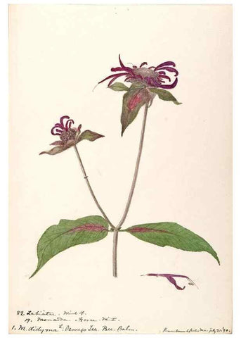 Reproducción/Reproduction 48789233741: [Water-color sketches of plants of North America and Europe]. . 