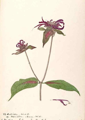 Reproducción/Reproduction 48789233741: [Water-color sketches of plants of North America and Europe]. . 