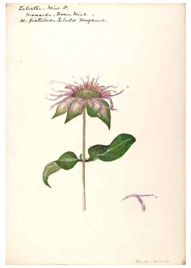 Reproducción/Reproduction 48789381037: [Water-color sketches of plants of North America and Europe]. . 
