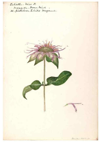 Reproducción/Reproduction 48789381037: [Water-color sketches of plants of North America and Europe]. . 