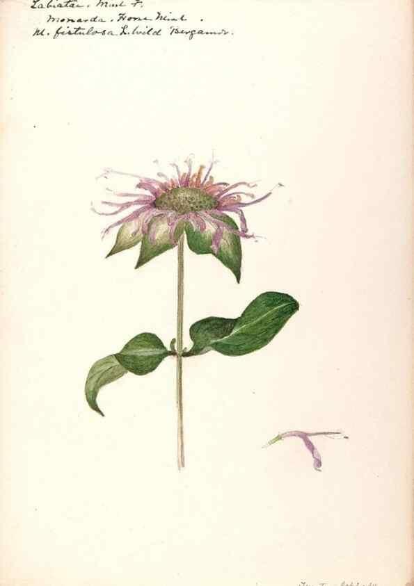 Reproducción/Reproduction 48789381037: [Water-color sketches of plants of North America and Europe]. . 