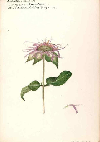 Reproducción/Reproduction 48789381037: [Water-color sketches of plants of North America and Europe]. . 