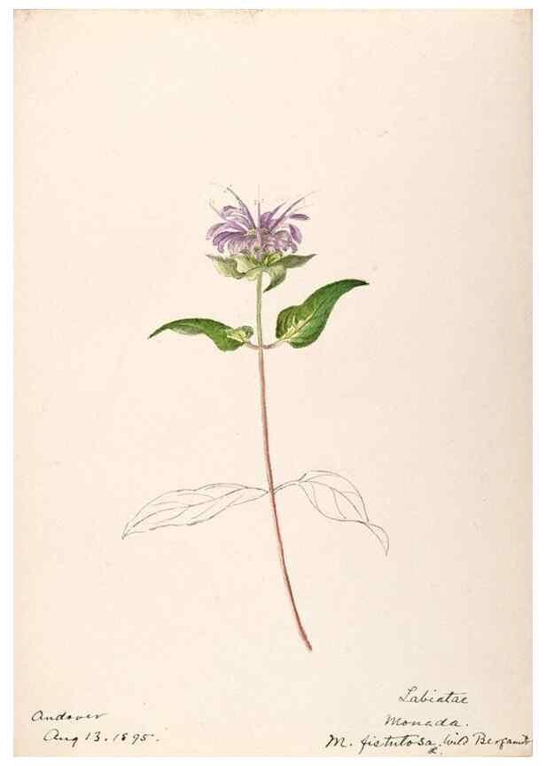 Reproducción/Reproduction 48789381477: [Water-color sketches of plants of North America and Europe]. . 
