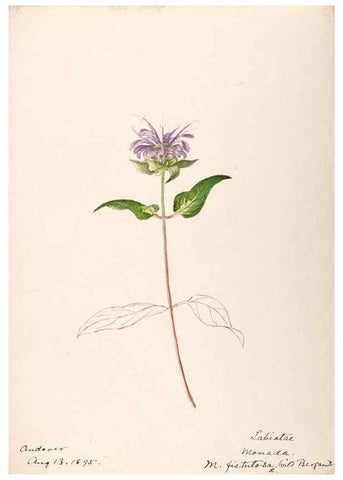 Reproducción/Reproduction 48789381477: [Water-color sketches of plants of North America and Europe]. . 