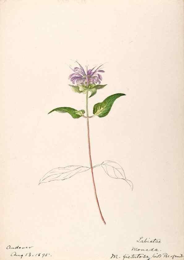 Reproducción/Reproduction 48789381477: [Water-color sketches of plants of North America and Europe]. . 