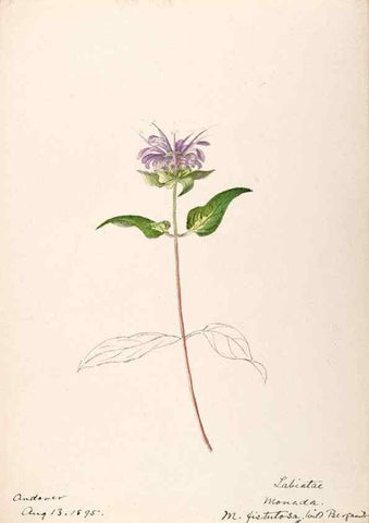 Reproducción/Reproduction 48789381477: [Water-color sketches of plants of North America and Europe]. . 