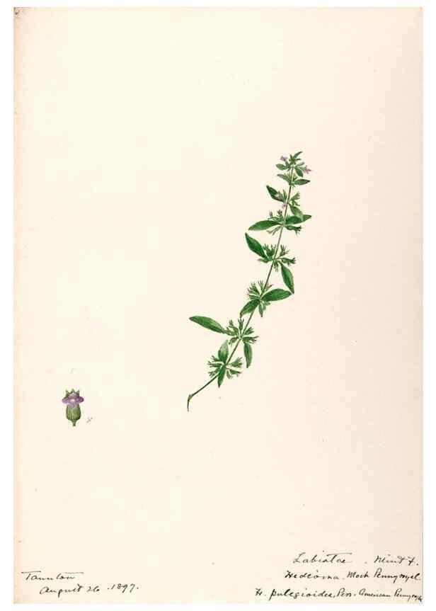 Reproducción/Reproduction 48789381787: [Water-color sketches of plants of North America and Europe]. . 