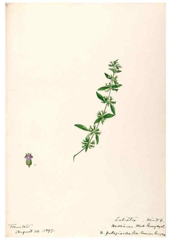 Reproducción/Reproduction 48789381787: [Water-color sketches of plants of North America and Europe]. . 