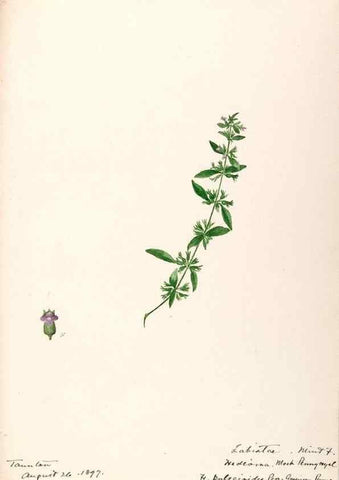 Reproducción/Reproduction 48789381787: [Water-color sketches of plants of North America and Europe]. . 