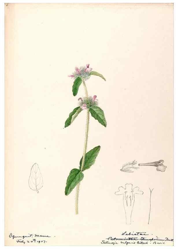 Reproducción/Reproduction 48788872853: [Water-color sketches of plants of North America and Europe]. . 