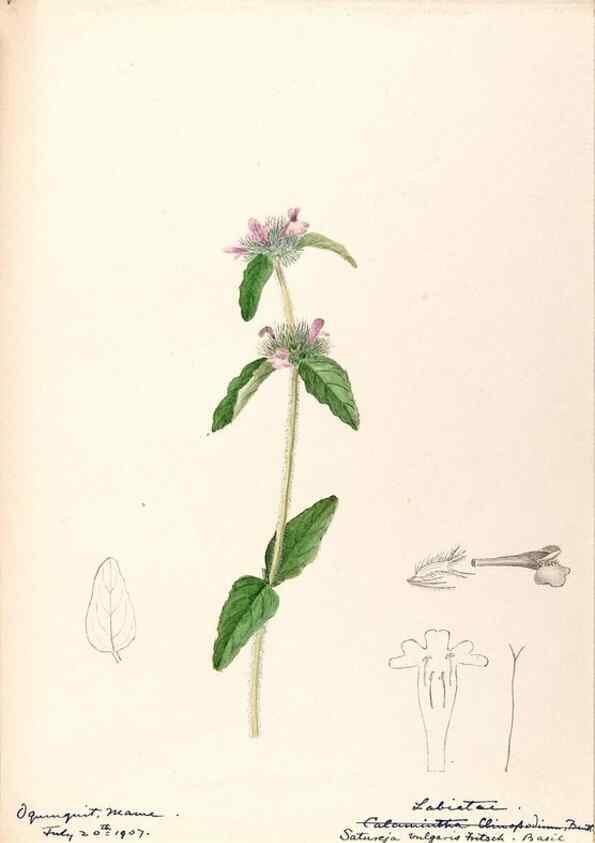 Reproducción/Reproduction 48788872853: [Water-color sketches of plants of North America and Europe]. . 