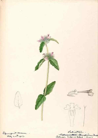 Reproducción/Reproduction 48788872853: [Water-color sketches of plants of North America and Europe]. . 