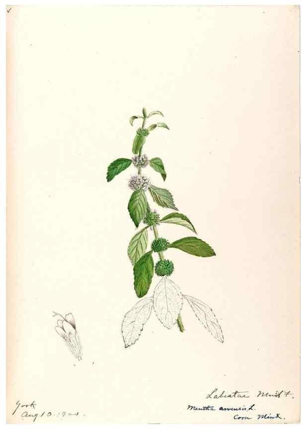 Reproducción/Reproduction 48789235476: [Water-color sketches of plants of North America and Europe]. . 